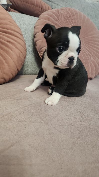 Boston Terrier FCI