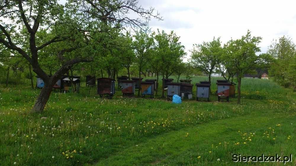 Miod , Prawdziwy POLSKI Miód Rzepakowy Akacja Lipa