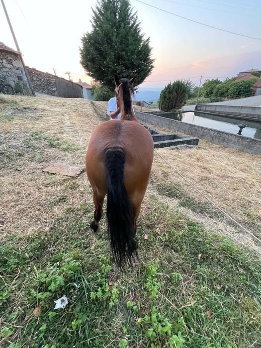 Vendo garrana mansa