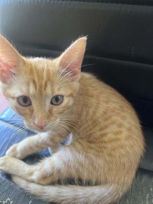 Gatinho para adoção