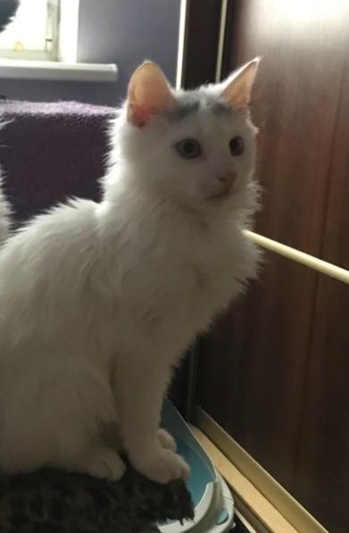 Кіт. Кошеня. Киця