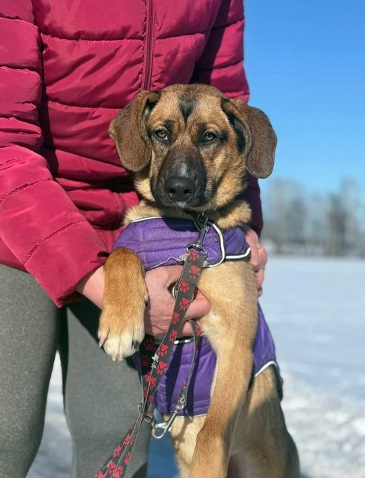 Opuncja - towarzyska sunia szuka domu