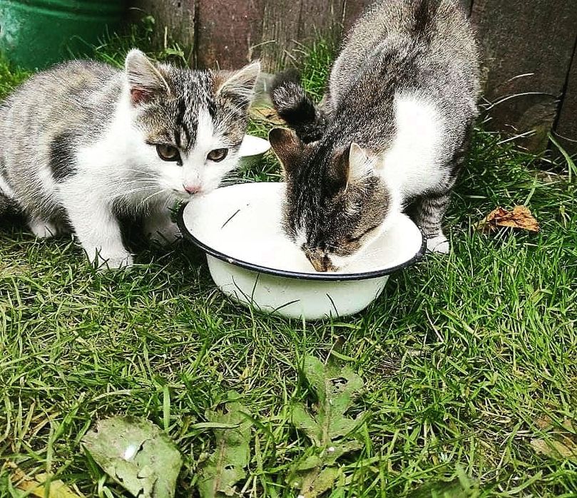 Красунчики терміново шукають господарів