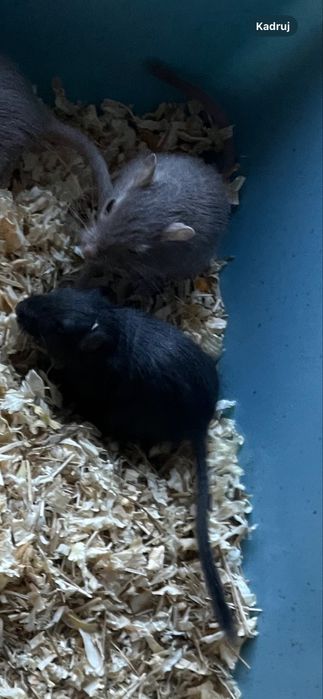 Myszoszkoczki samiczki