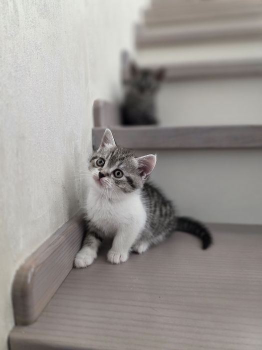 кошенят у добрі руки