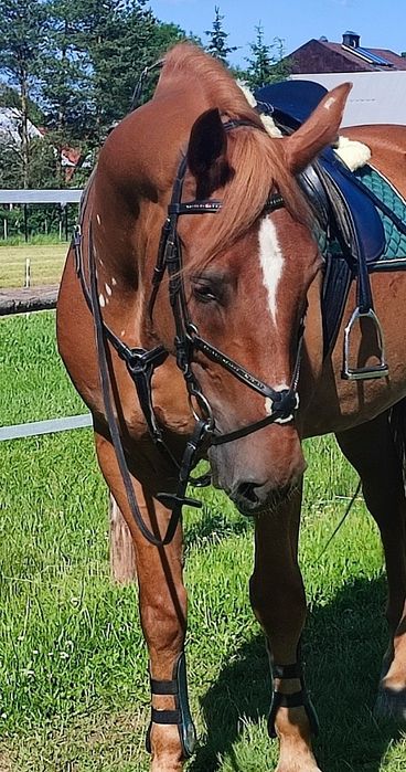 Ogłowie meksykańskie Full