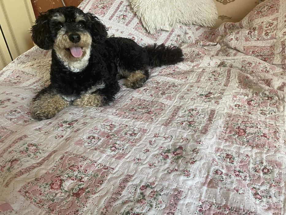 ВЯЗКА ! Мальтипу