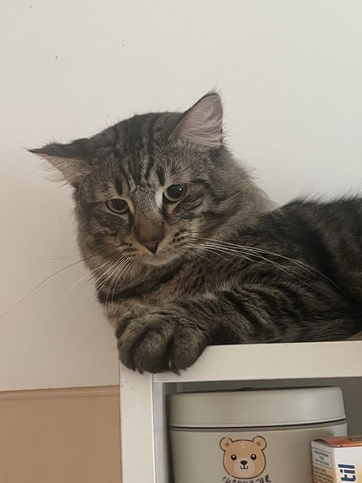 Petsitter / Hospedagem