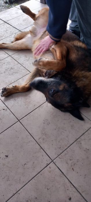 Oddam psa w dobre ręce