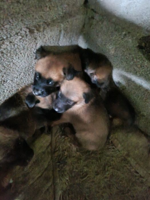 Cães para adotar
