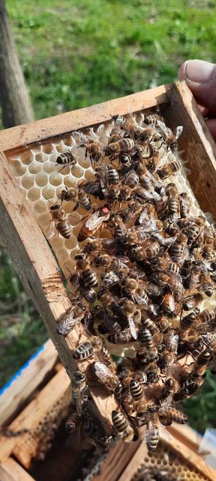 Матки Краніка плідні