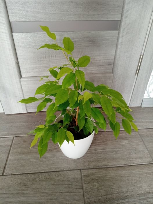 Кімнатні рослини! Фікуси, Спатифілуми. Великий розпродаж