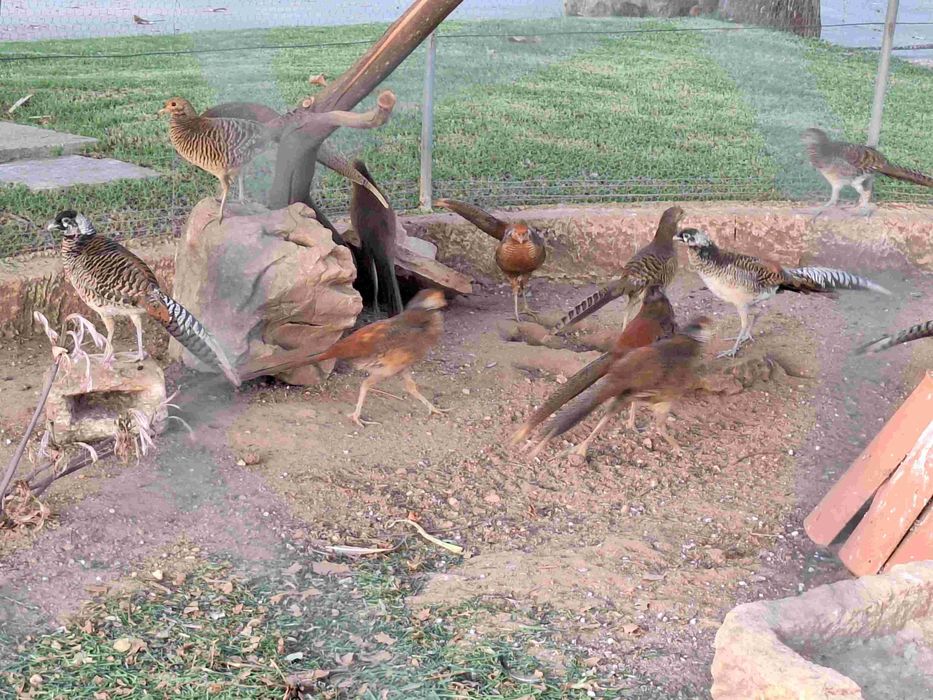 Faisões Lady e Dourados e Patos Ring Teal 2025