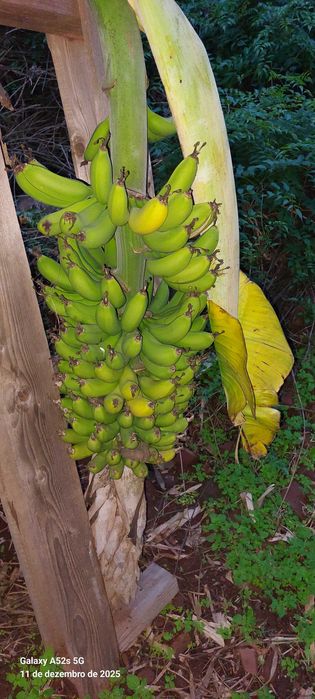Bananeiras da Madeira