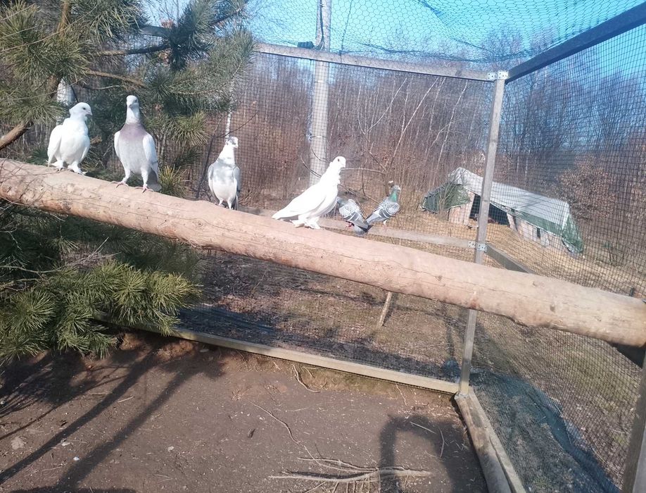 Gołębie na mamki