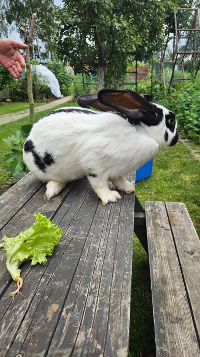 Samica czarno biała srokacz niemiecki