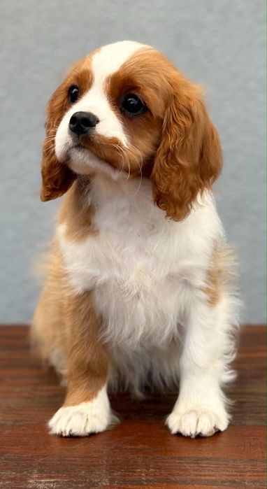 Cavalier King Charles Spaniel Szczeniak