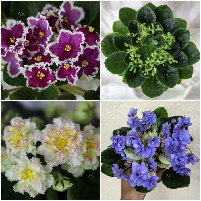 Сенполії, фіалки, сортові сенполії, листочки