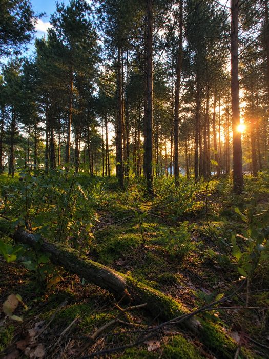 Działka z Warunkami zabudowy z drzewami - Widok 2