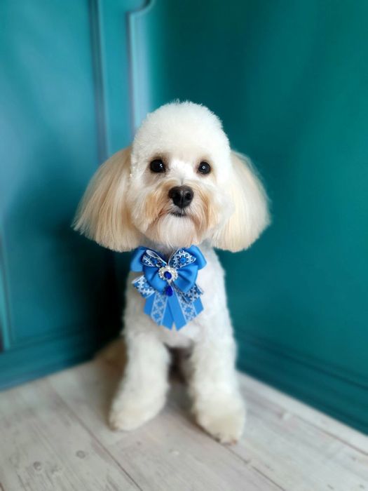 В'язка Мальтіпу Ф1