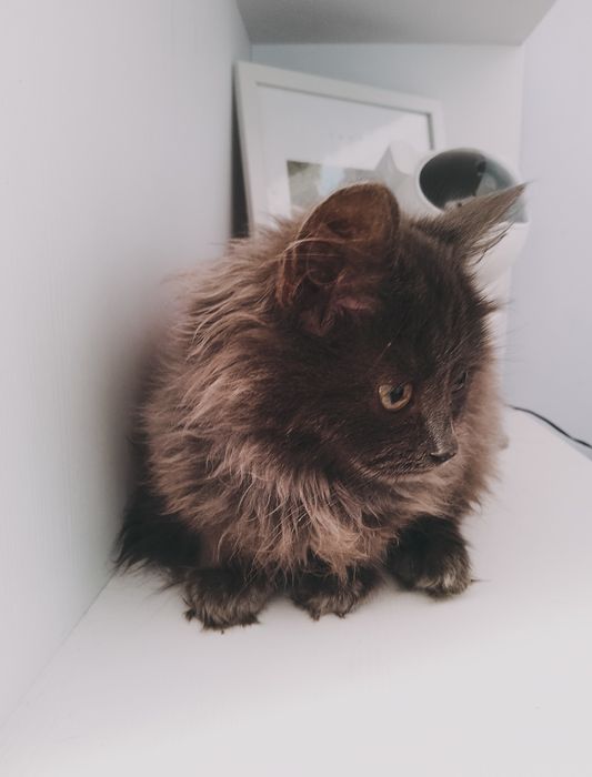 Британець довгошерстний