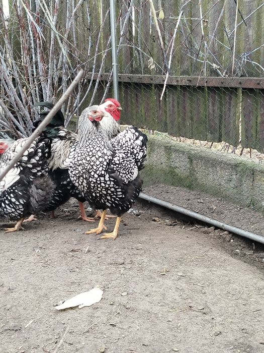 Jaja lęgowe kur Wyandotte Srebrnołuskie