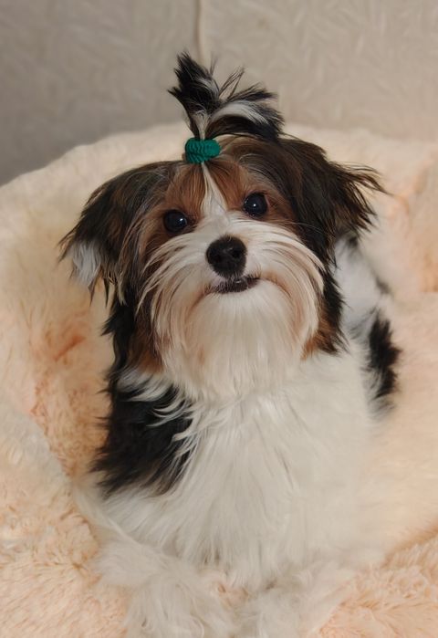 Хлопчик Бівер йорк Стів