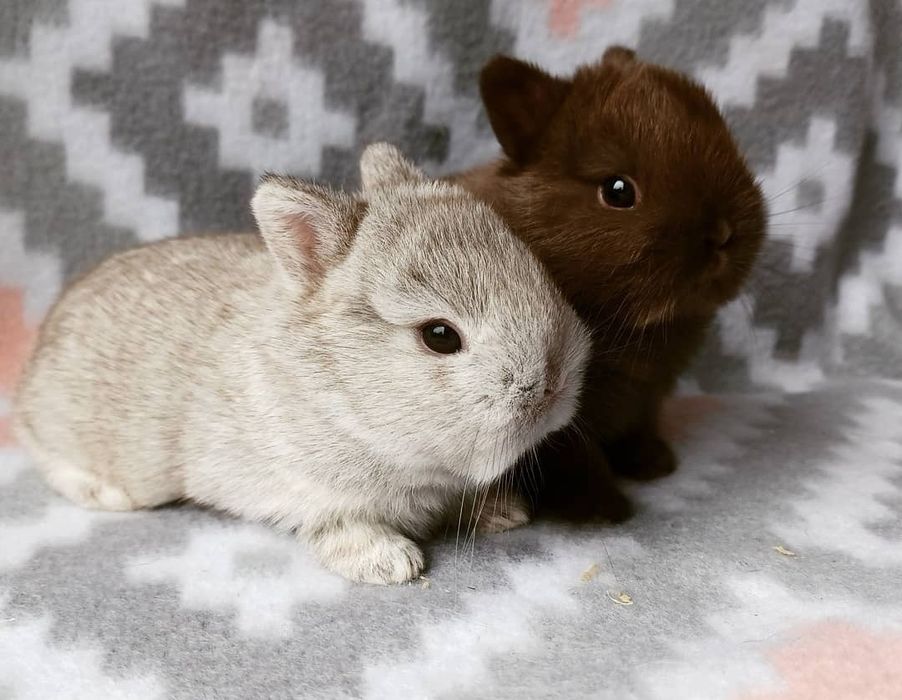 Coelhos anões bebés + gaiola nova + alimentação adequada