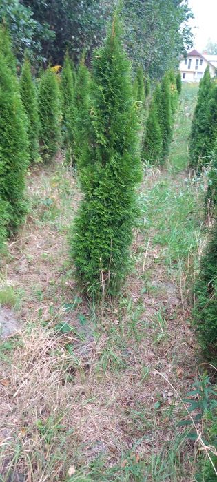 Thuja Szmaragd 120-140