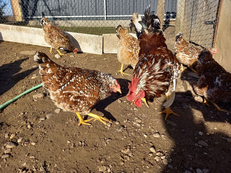 Продаж Інкубаційних яєць породистих курей