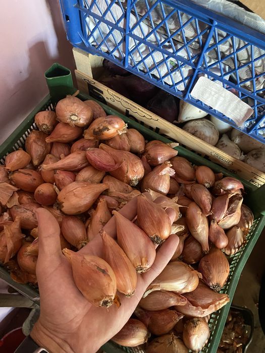 Цибуля кущівка