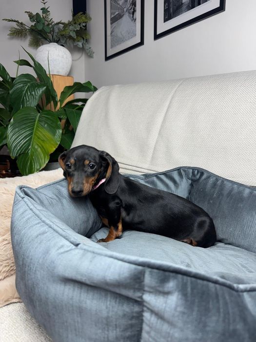 jamnik miniaturowy szczeniak