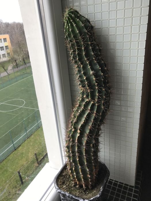 Цвітучій кактус