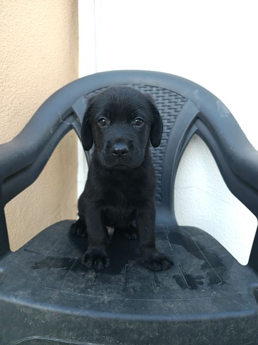 Labrador macho puro