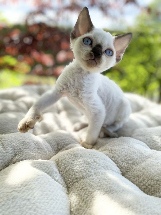 Noa Calvados*PL przekochany chłopczyk Devon Rex błękitne  oczy, filmiki