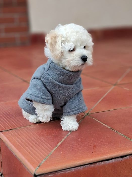 Bichon Frise ZKwP FCI szczenię