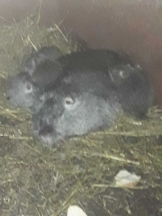 Клетки металические для содержания разних видов животних.