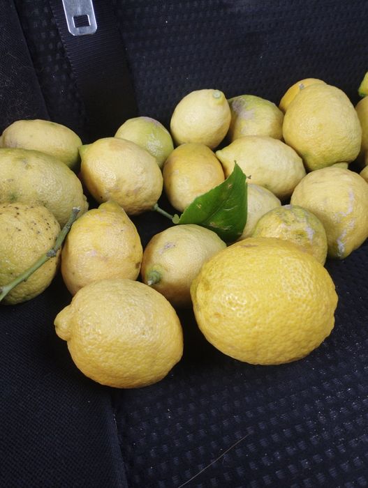 LIMÃO Biológico 10kg / 20kg
