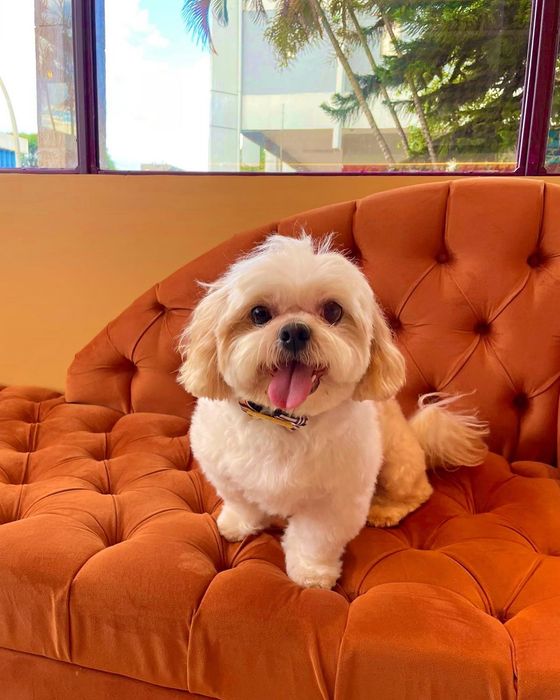 Pet sitting and Dog walking
