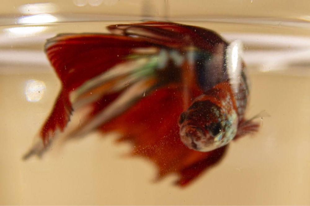 Риба Півник. Бійцівська сіамьска рибка. Петушок