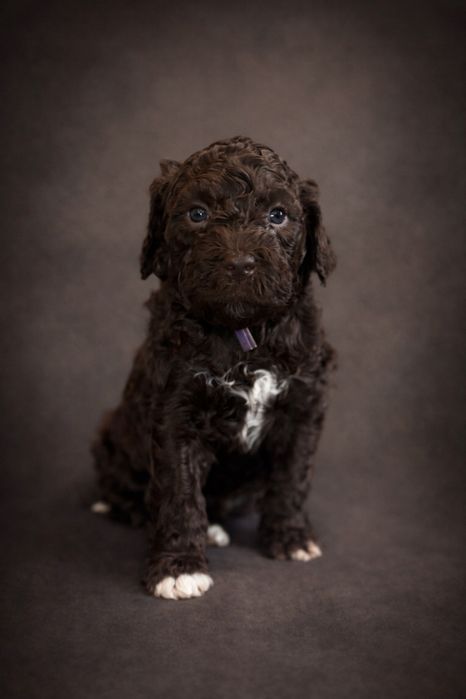 Lagotto Romagnolo FCI Sunia czekoladowa ZKwP