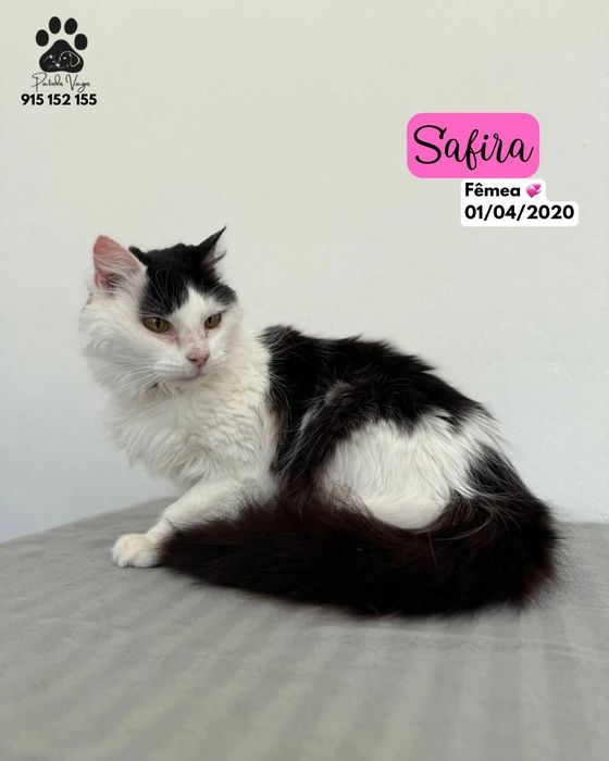 Gata para adoçao (Safira)