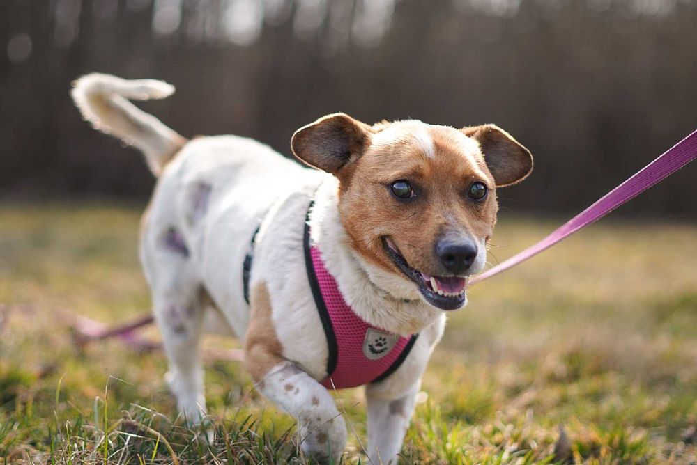 Uroczy Precelek w typie jack russell terriera szuka domu!