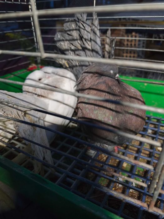 Gołębie pawiki nowego typu