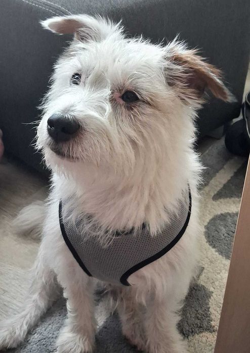 Jack Russel Terrier