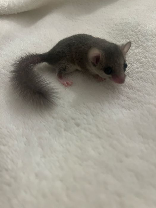 Popielica afrykańska