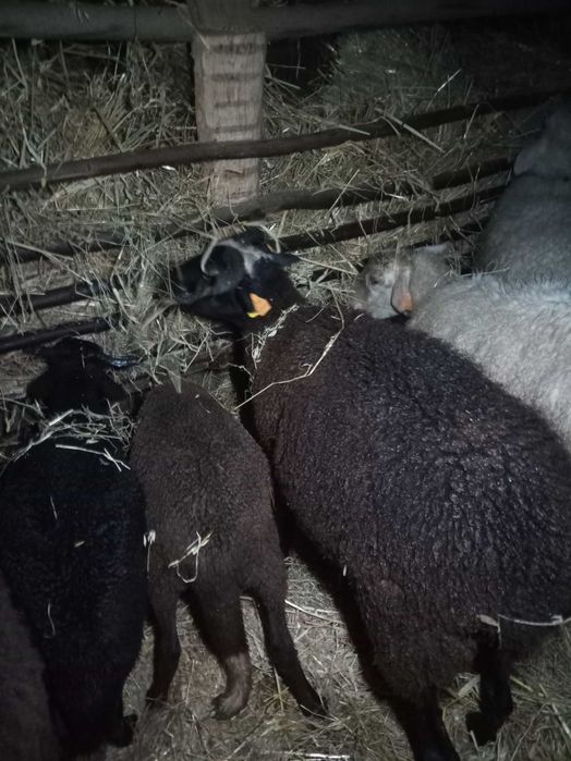 Vendo ovelha com 2 crias já grandes