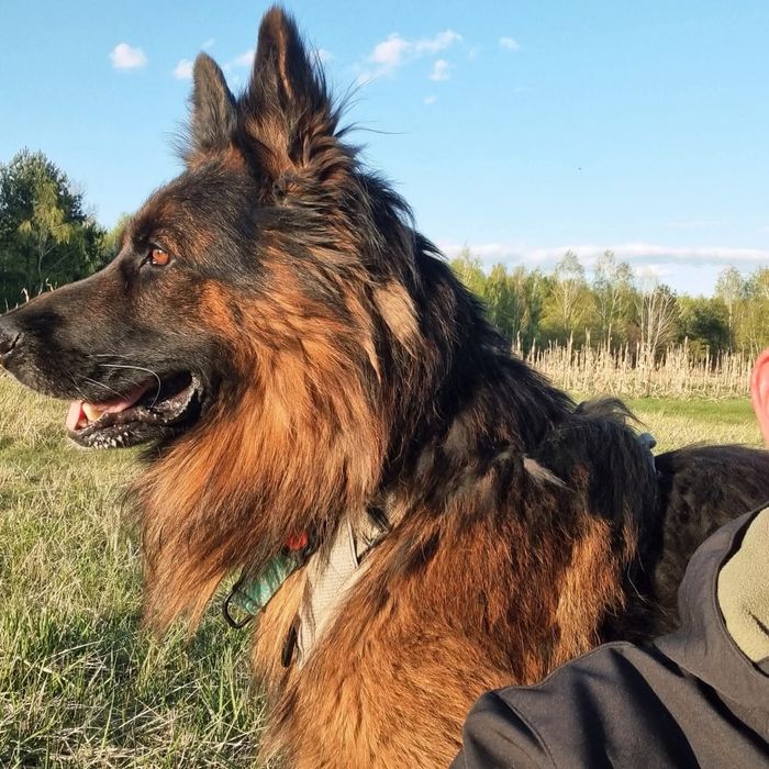 Shadow, owczarek szuka domu