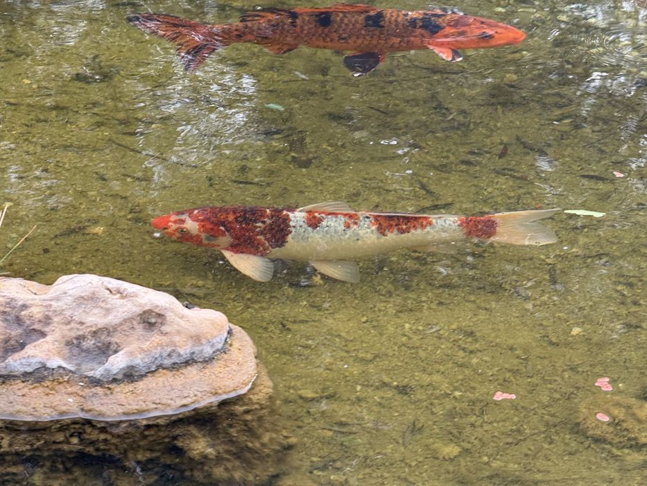 Carpas Koi grandes (40–50 cm) + oferta de 4 Koi mais pequenas