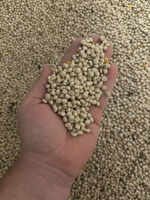 Łubin biały poplon